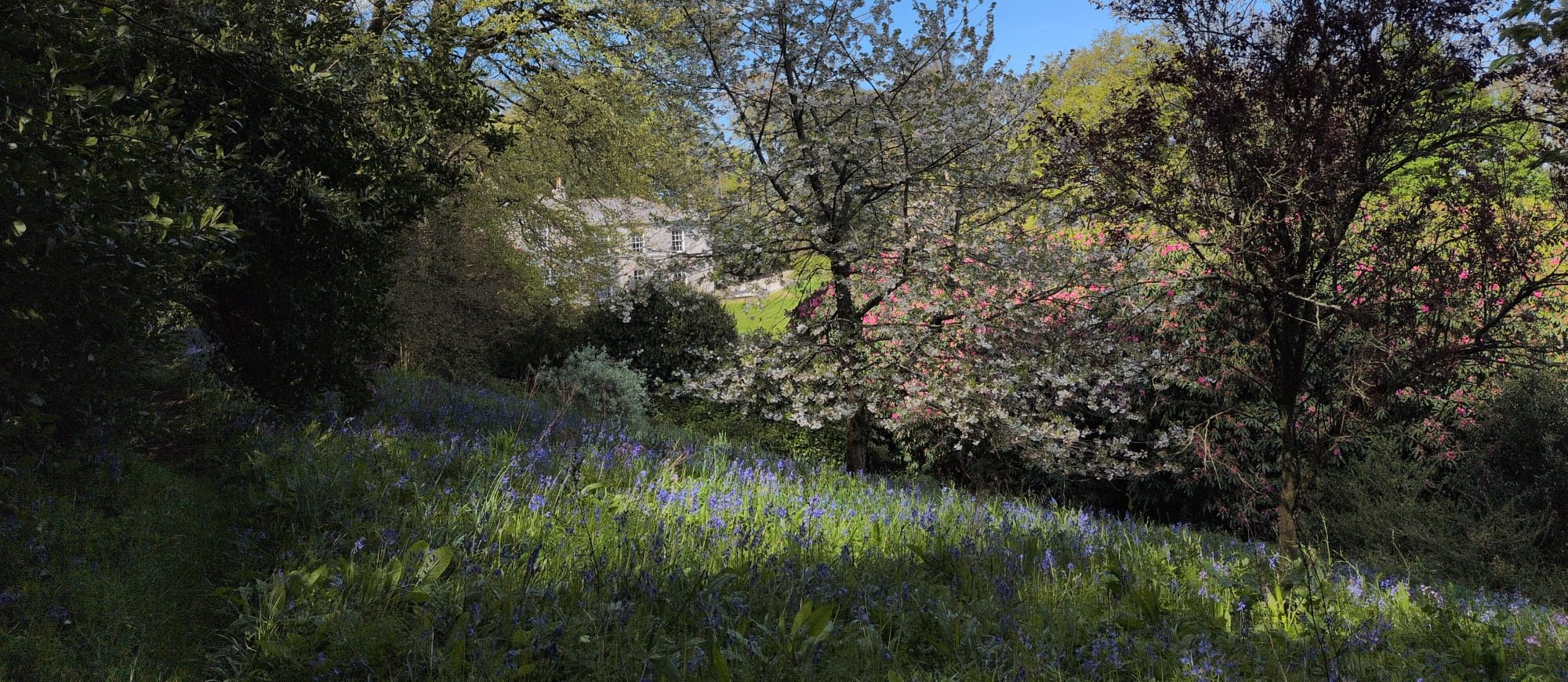 Bluebells and blossom