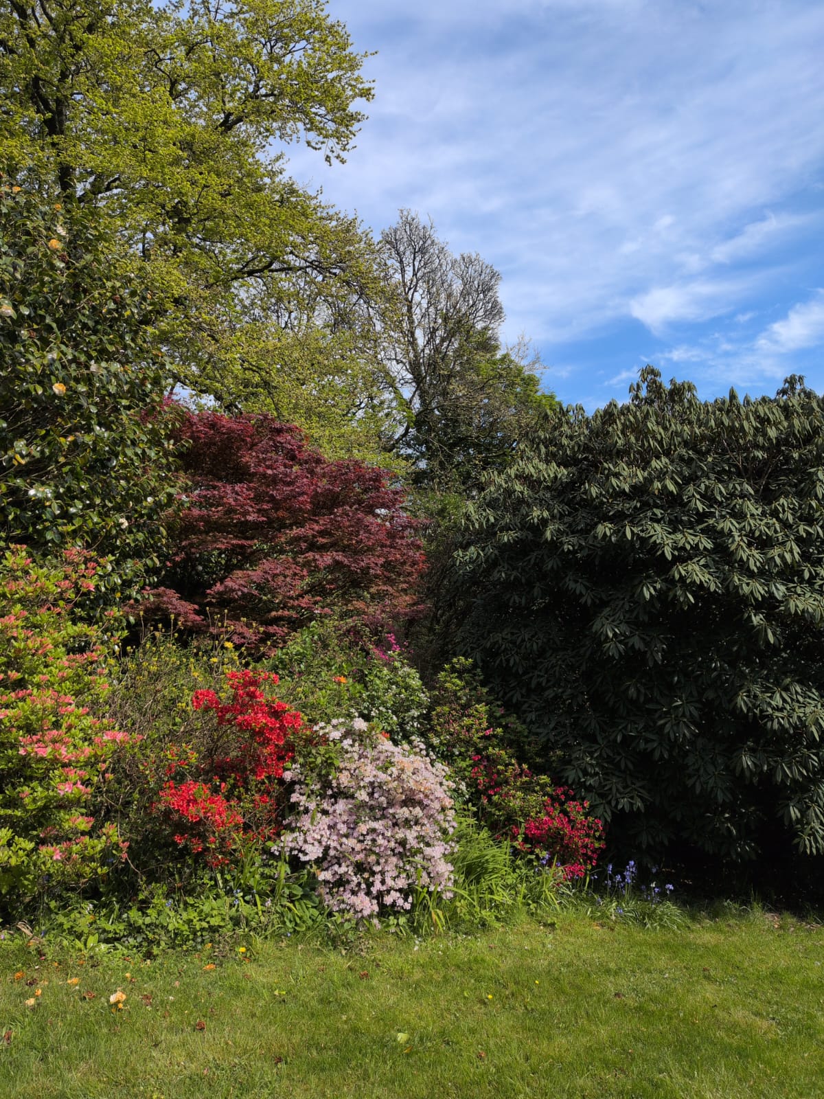 Flowering garden